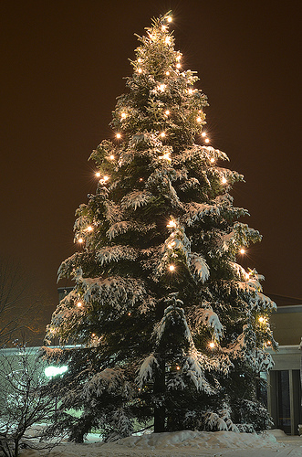 La Pouyette....: O Christmas Tree - Oh Tannenbaum...