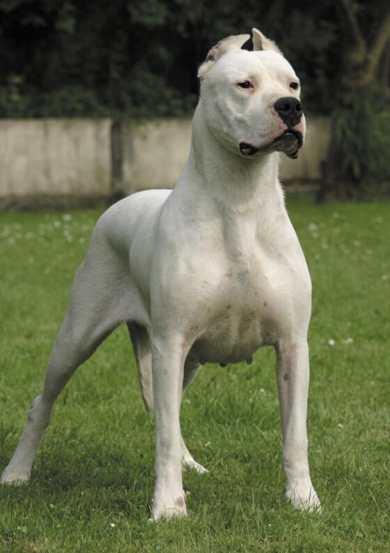 Jackson Mars Dogo+Argentino