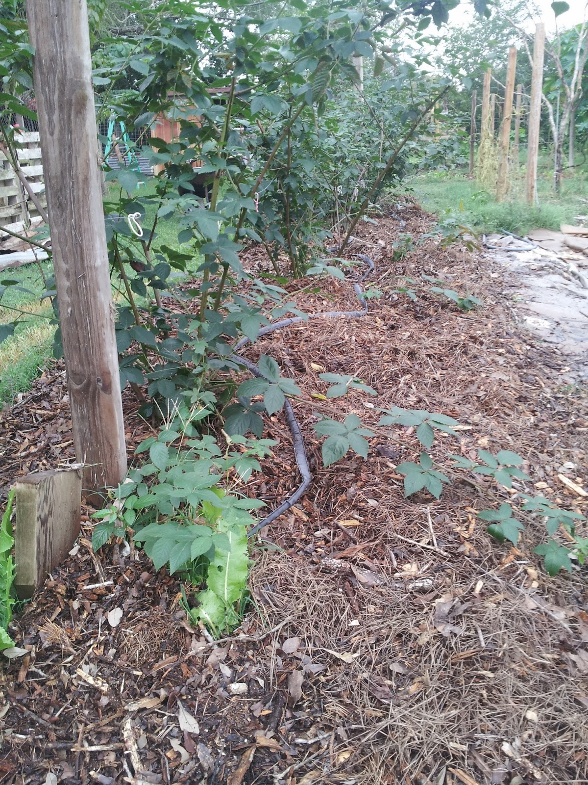 TSG What Is Sheet Mulching?