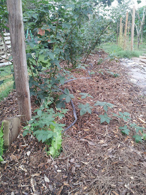 mulching sheet completed once project