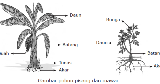 BagianTubuhTumbuhanPengertian BagianTubuhTumbuhanPengertian