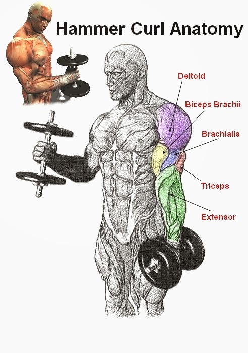 Build ur biceps, triceps,extenser ,brachialis and Deltoid muscle in one