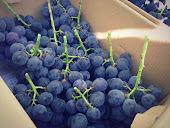 Grapes from Bessho