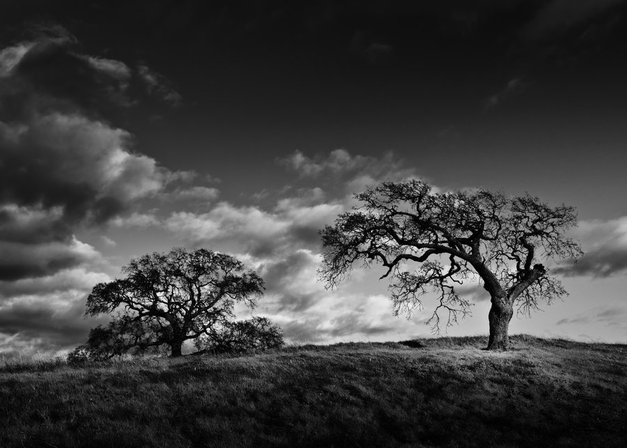 The Hanging Tree Piano