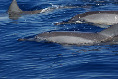 Dolphins Watching at Lovina Beach Bali