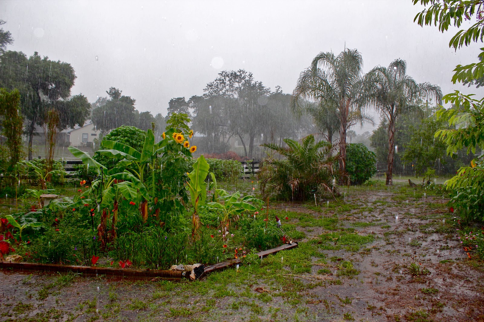 Florida+Hard+Rain+May+2012.JPG