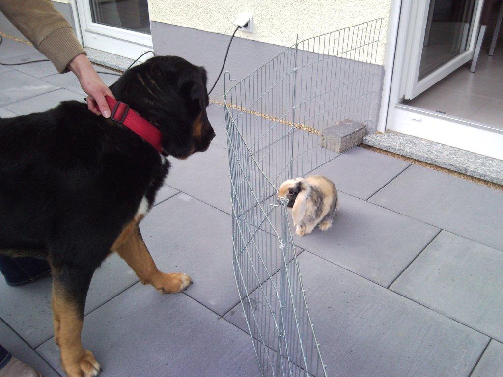 Hausbau Hurth Fischenich 2011 2012