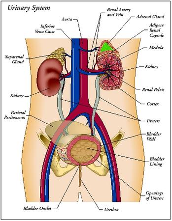 The Human Excretory System