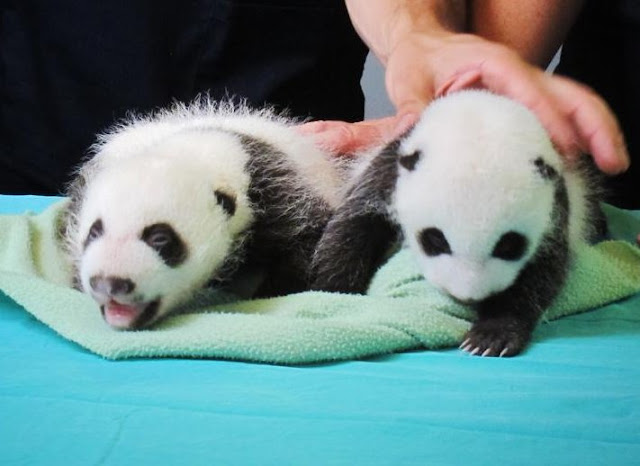 Twin panda cubs doing well at Zoo Atlanta - August 2013