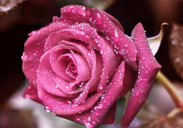 Pink Roses Pictures