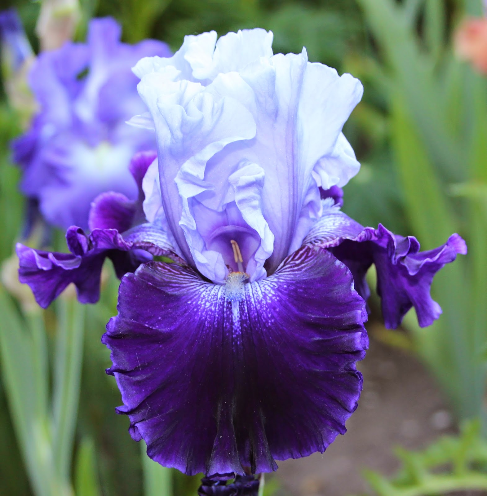2014 TALL BEARDED IRIS BLOOMS Sowing the Seeds