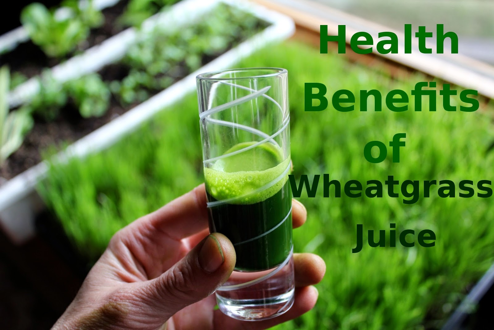 Health Benefits of Wheatgrass Juice
