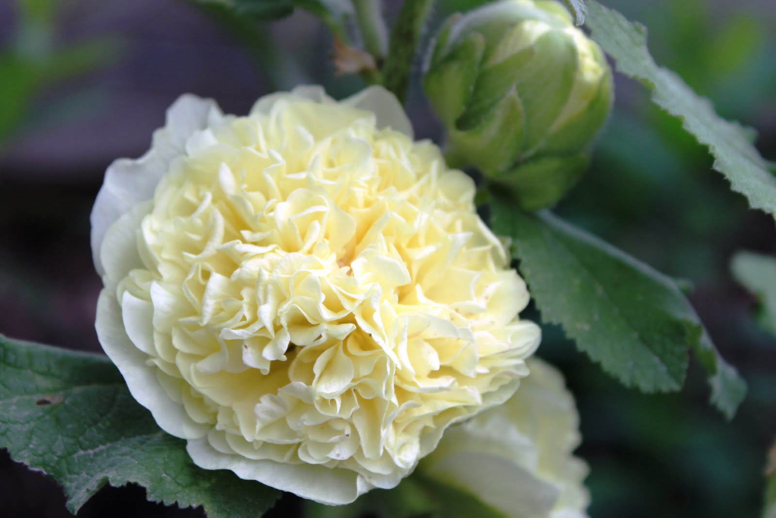 Ch Catalogus 2018 2019 Totaal