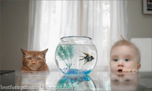  Cat and baby