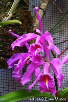 Cattleya maxima