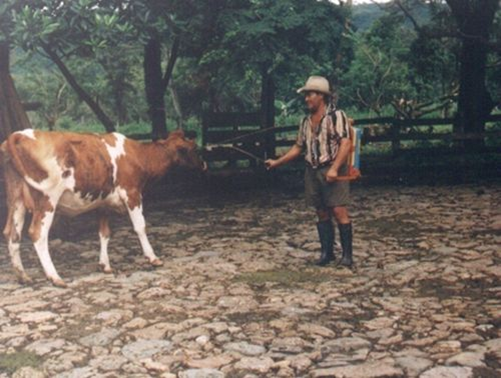 GANADO ENFERMEDADES ganado enfermedades: