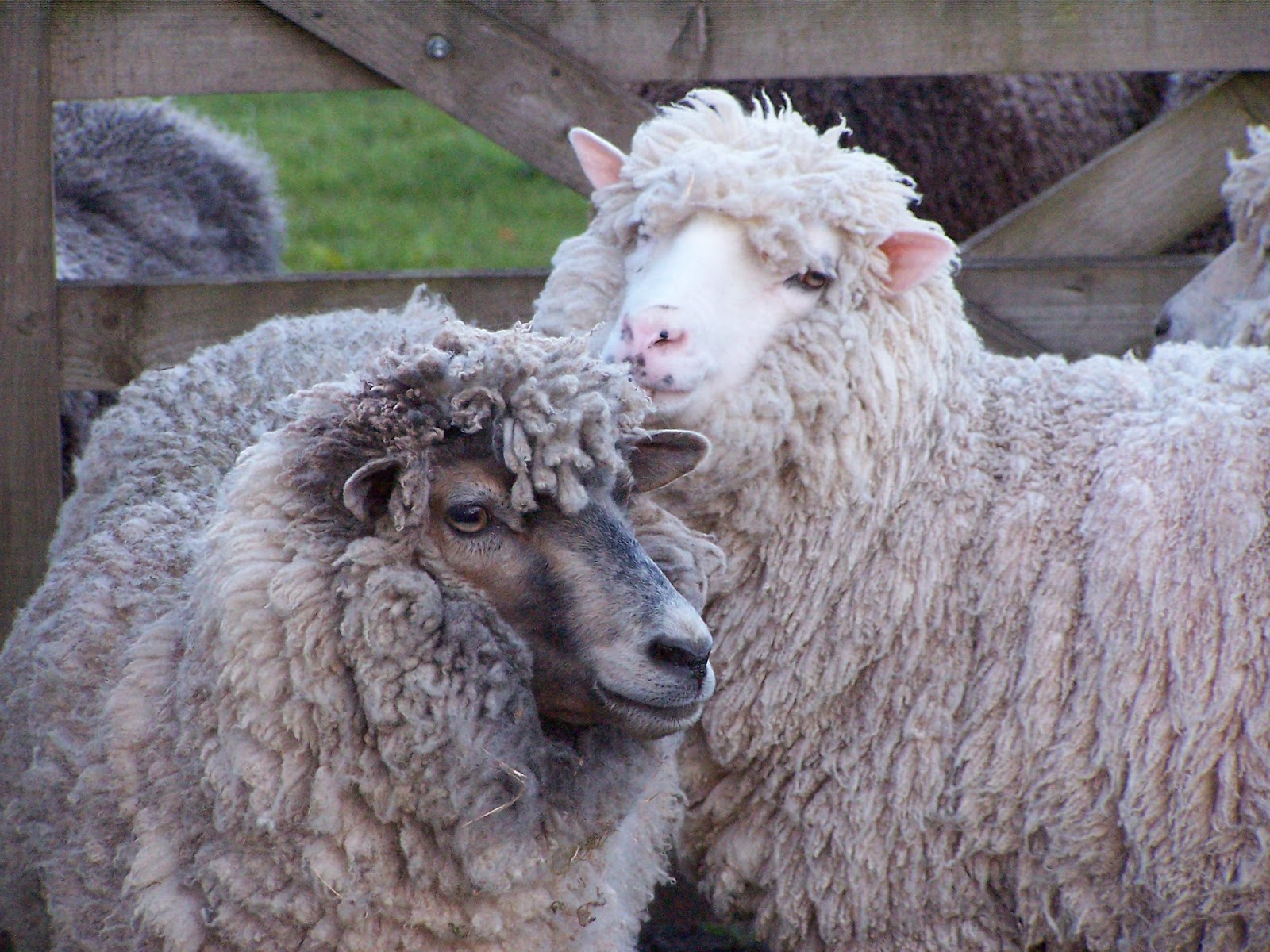 shetland sheep