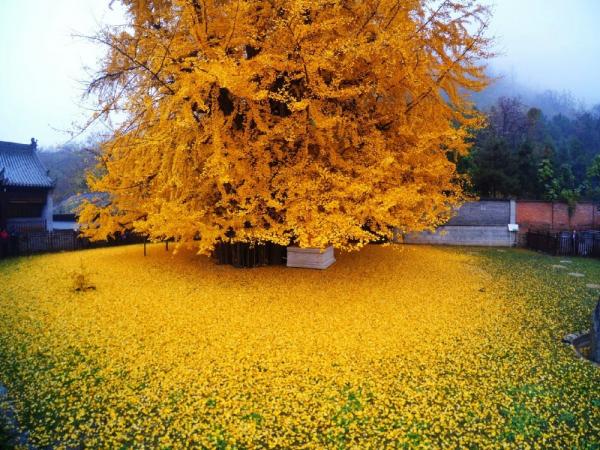 Pohon Ginkgo Cina