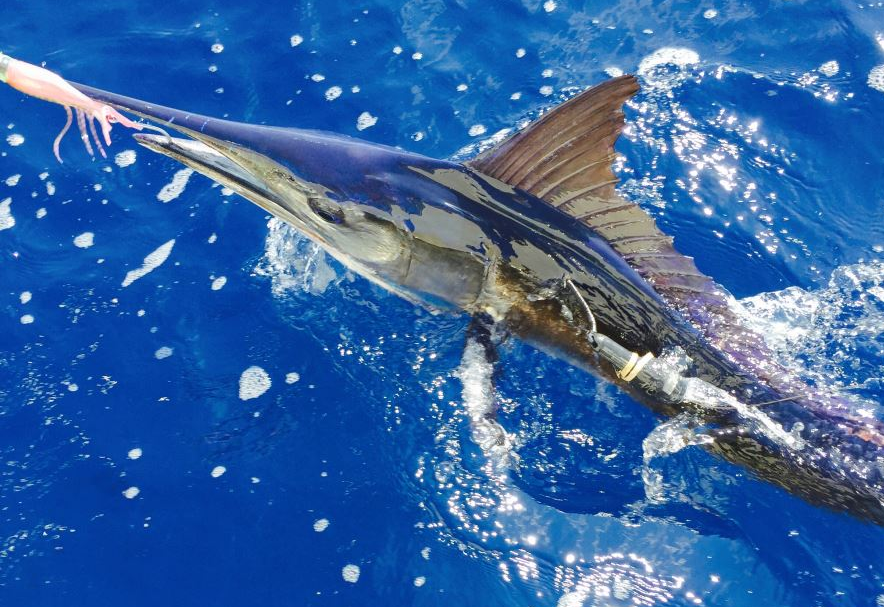 Fish Identification Spearfish