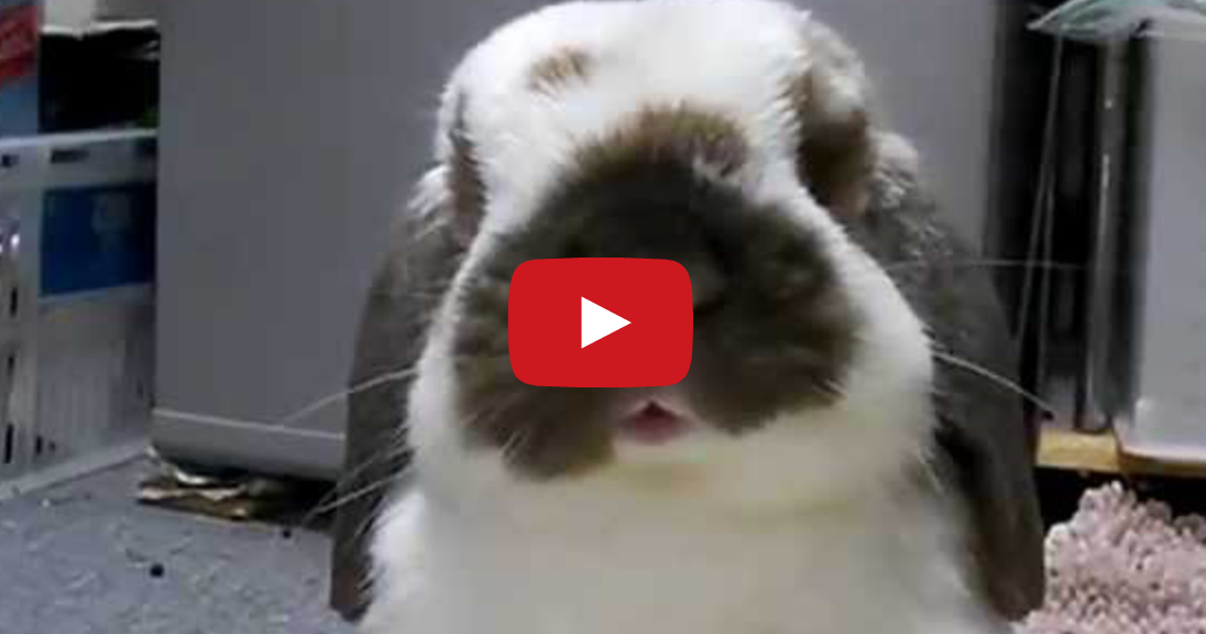 Tastefully Offensive Bunny Tries to Dig Hole in Cushion