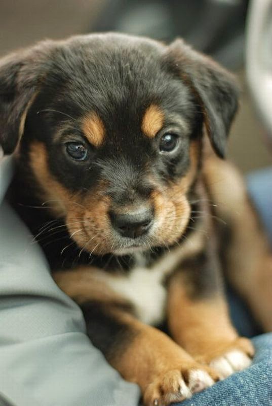 Rottweiler are intelligent, patient, energetic and