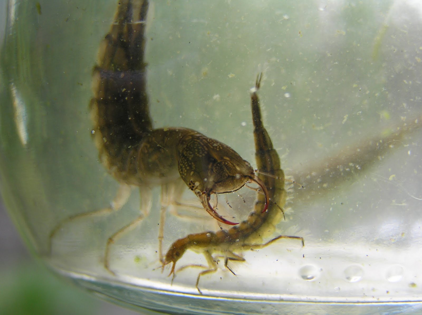 Pembrokeshire Wildlife Great diving beetle larvae