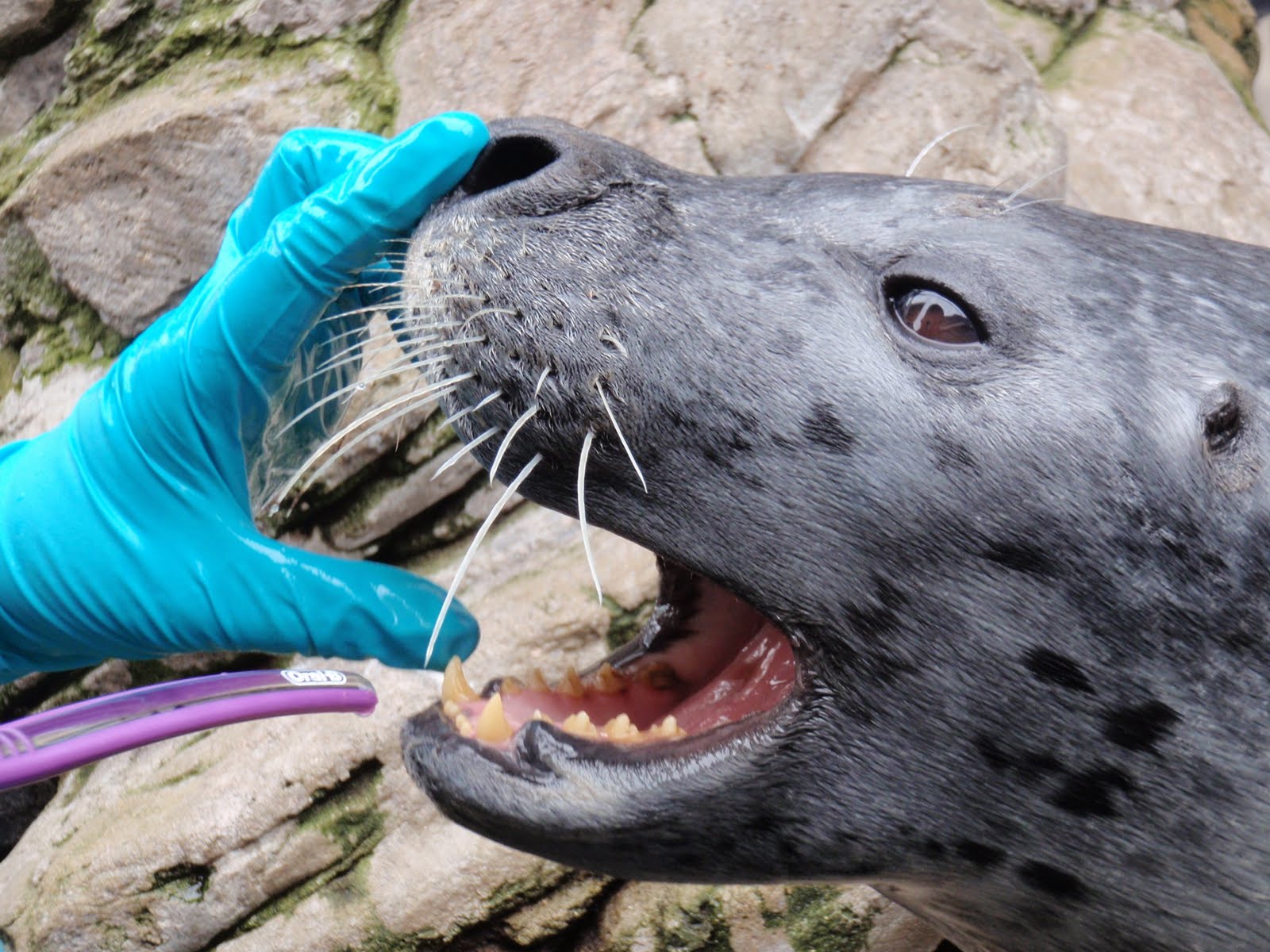 Marine Mammal Trainers