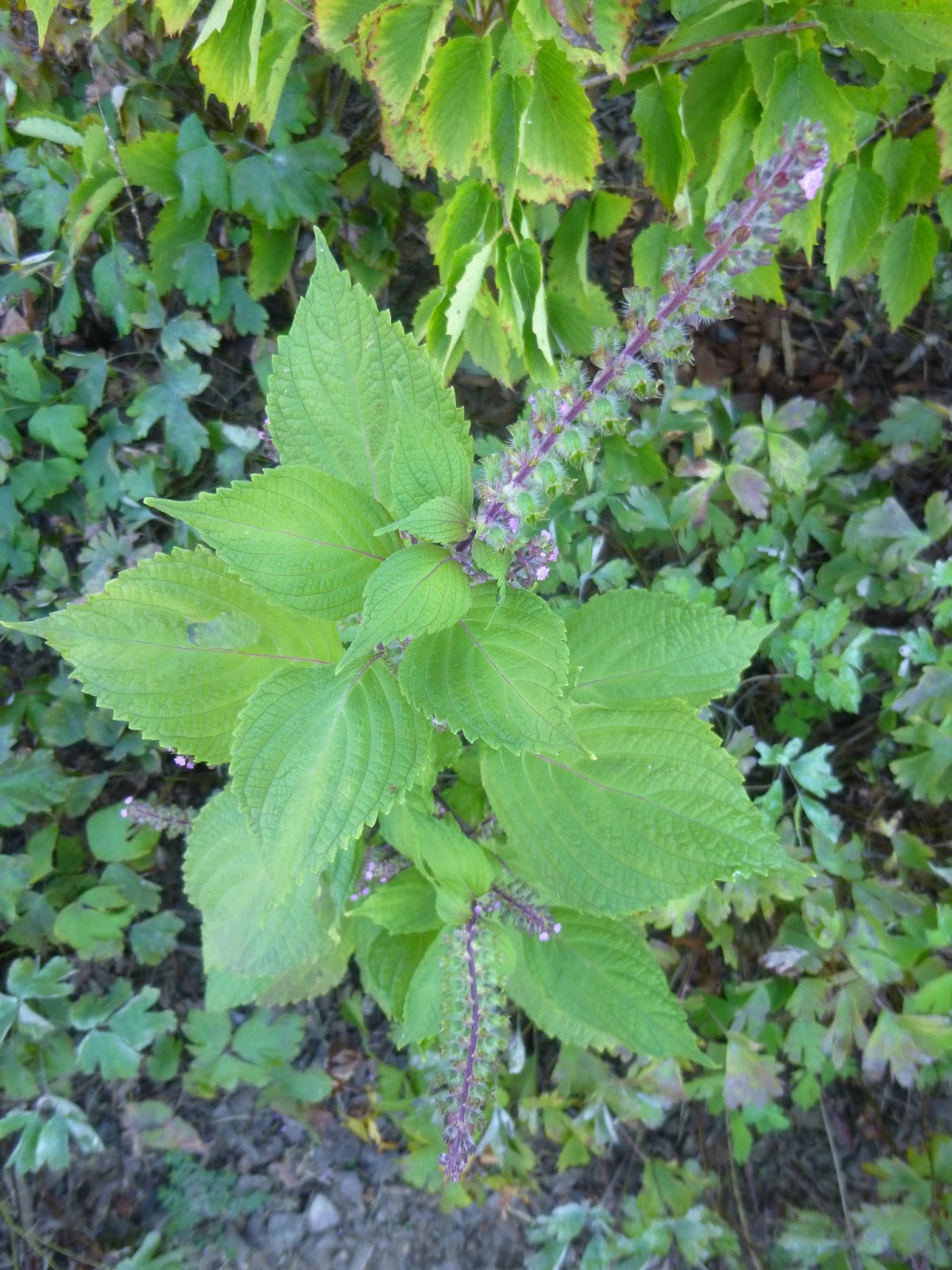 Garden of Aaron Weed Alert! Beefsteak Plant / Perilla