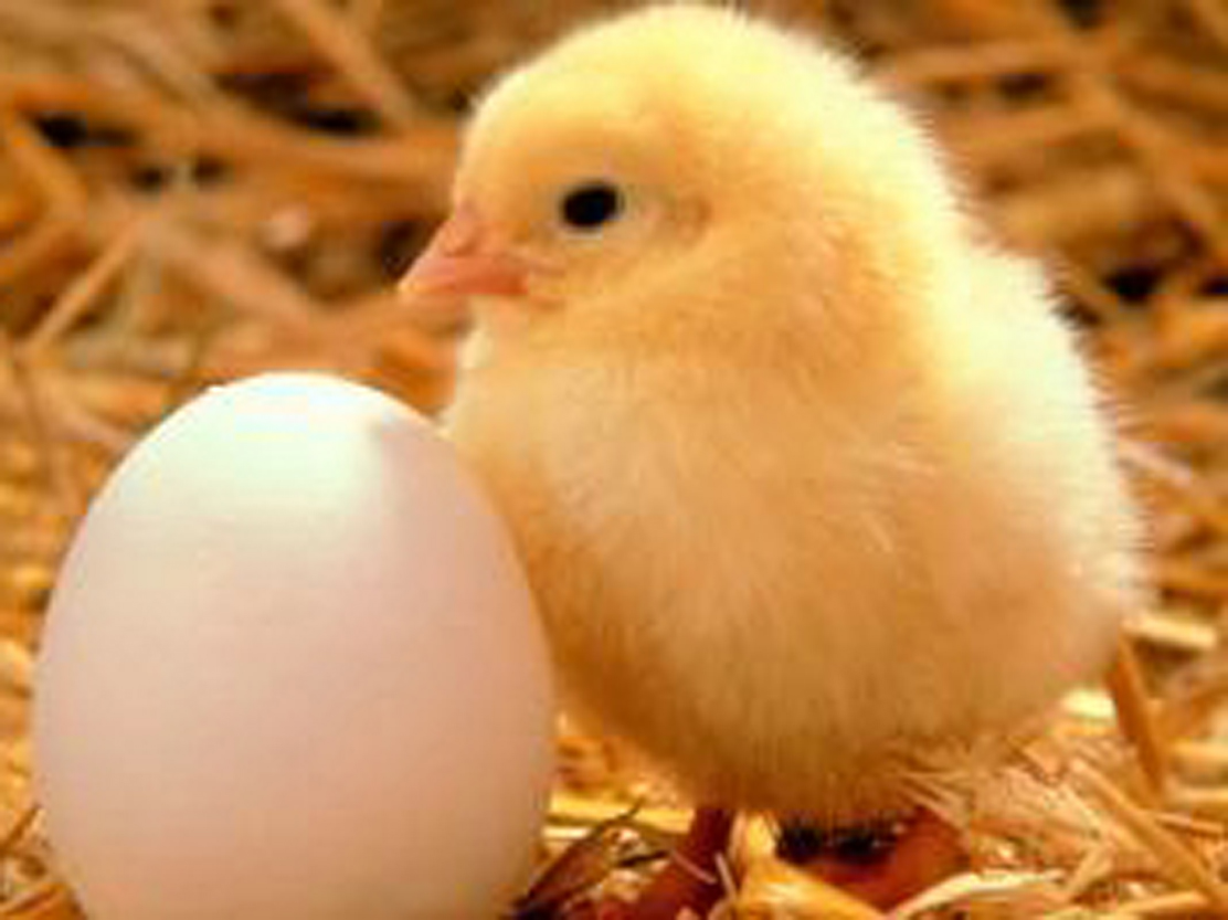 Eggs And Chicks