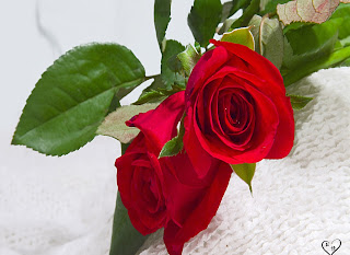 Red Roses Wallpapers