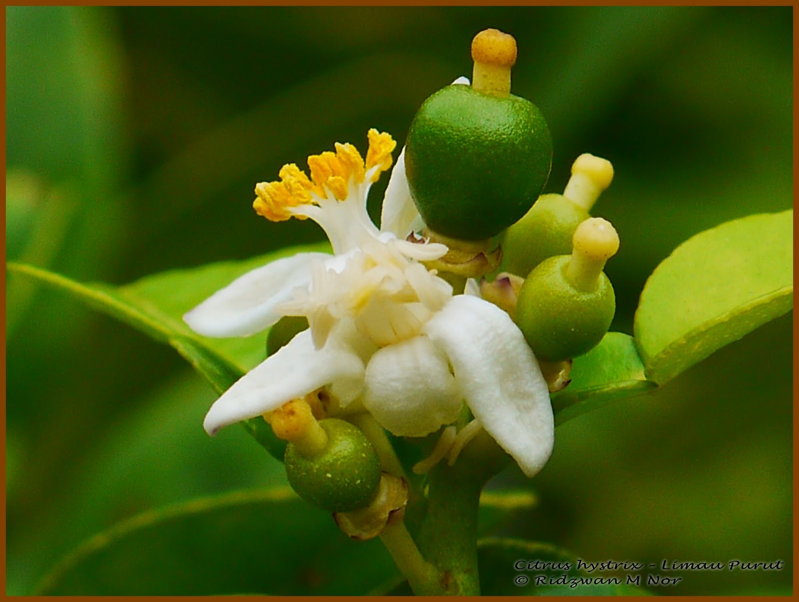 Citrus hystrix, Limau Purut, Kaffir lime, Combava, Jeruk purut, Makrut