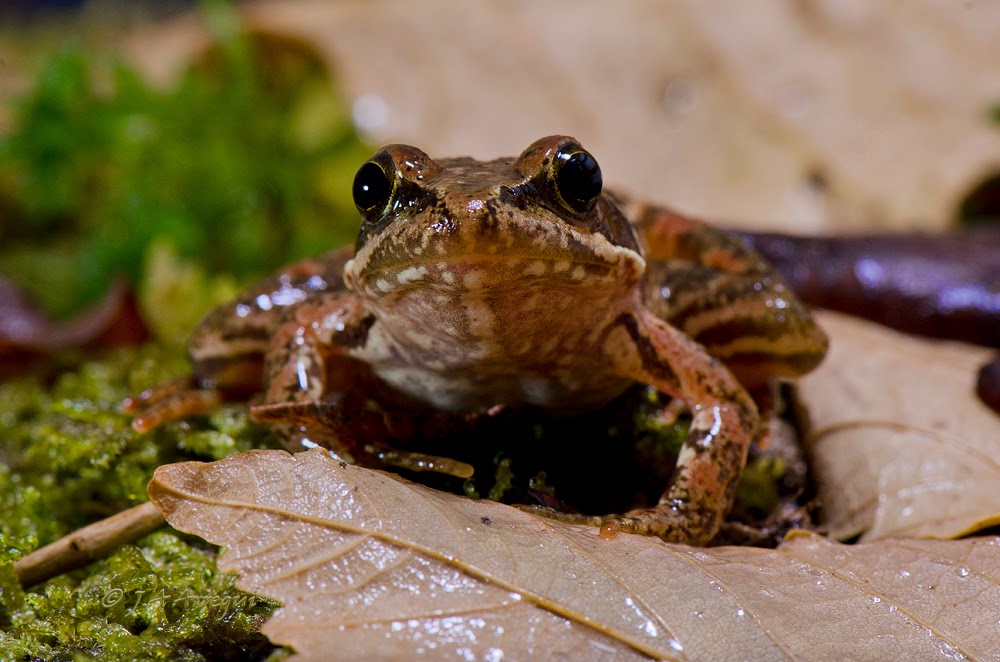Rana patilarga, Rana iberica, Iberian frog Rana patilarga, Rana iberica, Iberian frog