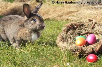 Die Schonsten Fruhlings Und Osterideen Auf Meinem Blog