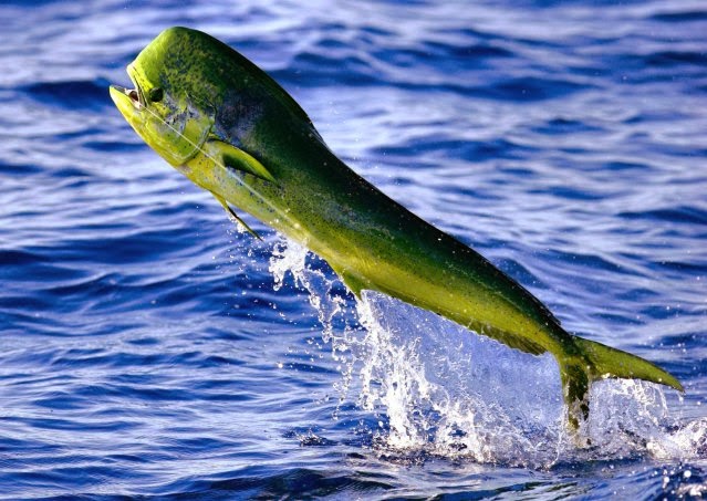 Mahi Mahi - Fishes World - HD Images & Free Photos