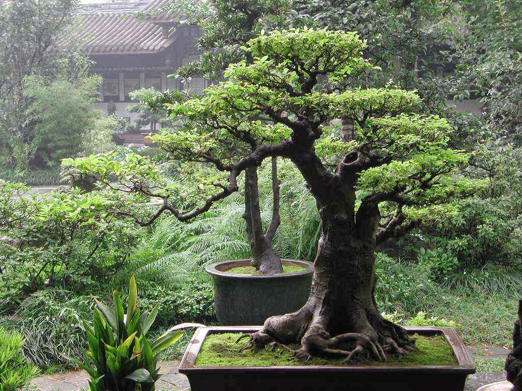 Bonsai Tree: 24+ Amazing Mangrove Bonsai Photos Bonsai Tree: 24+ Amazing Mangrove Bonsai Photos
