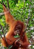 Sumatran Orang Utan