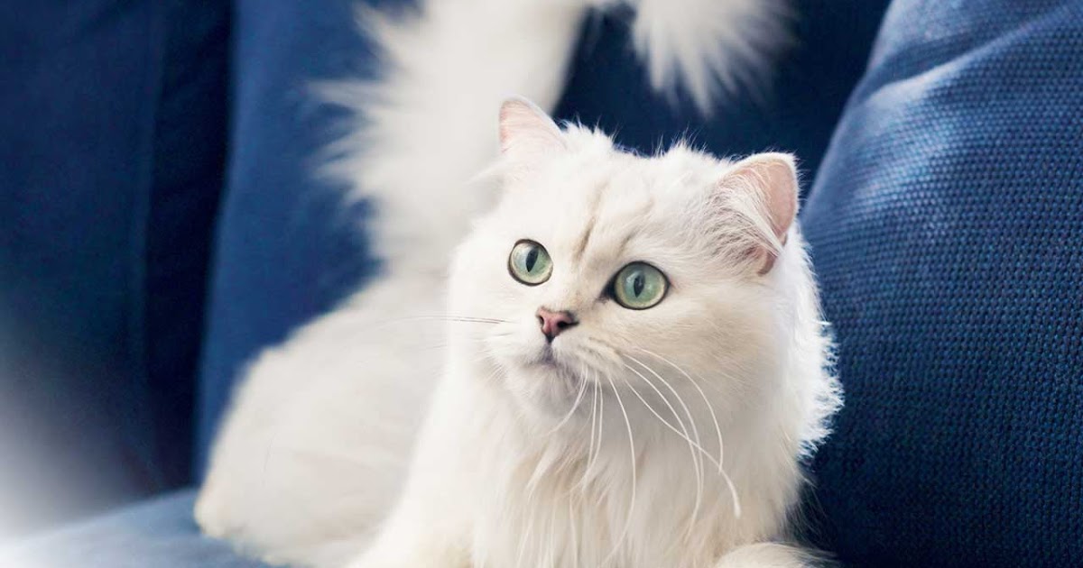 Free Best Pictures: White Cat Wallpapers_1280x1024 Normal