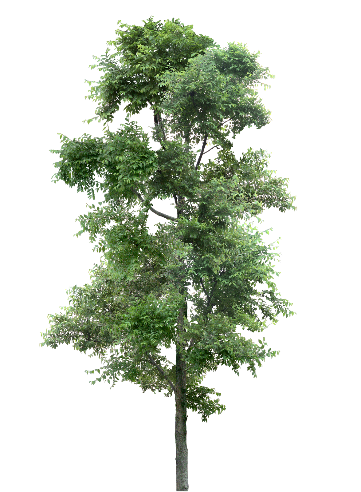 Árboles png - Imagui