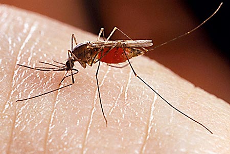 Κουνούπια-σκνίπες: Λάβετε τα μέτρα σας
