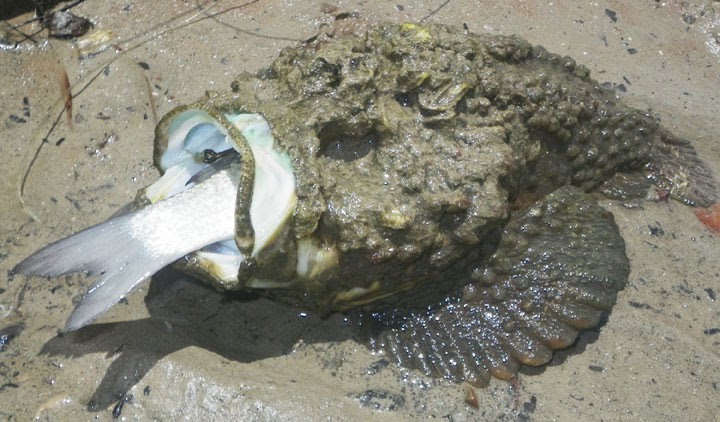 The Rambling Expat.: The Stone Fish.