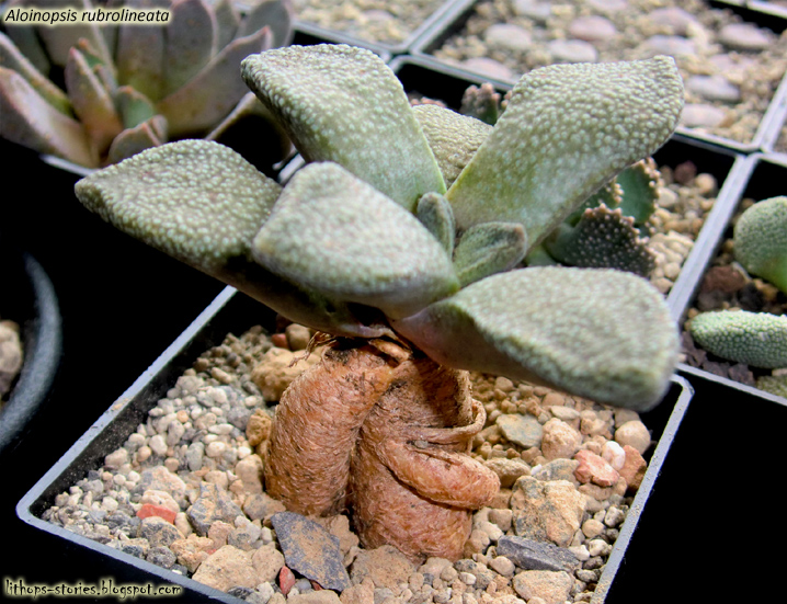 Aloinopsis+rubrolineata_001.jpg