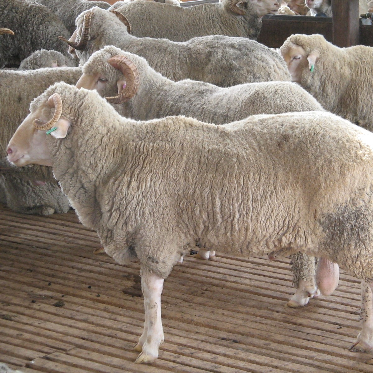 KAMBING AQIQAH MURAH