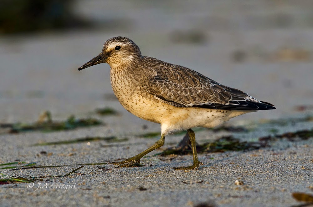 Correlimos gordo, Calidris canutus, Red Knot Correlimos gordo, Calidris canutus, Red Knot