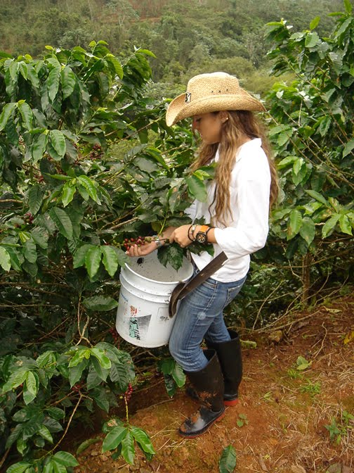 joven recogiendo cafe