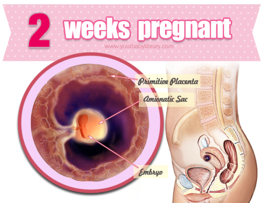 2 uger gravid 2 uger gravid