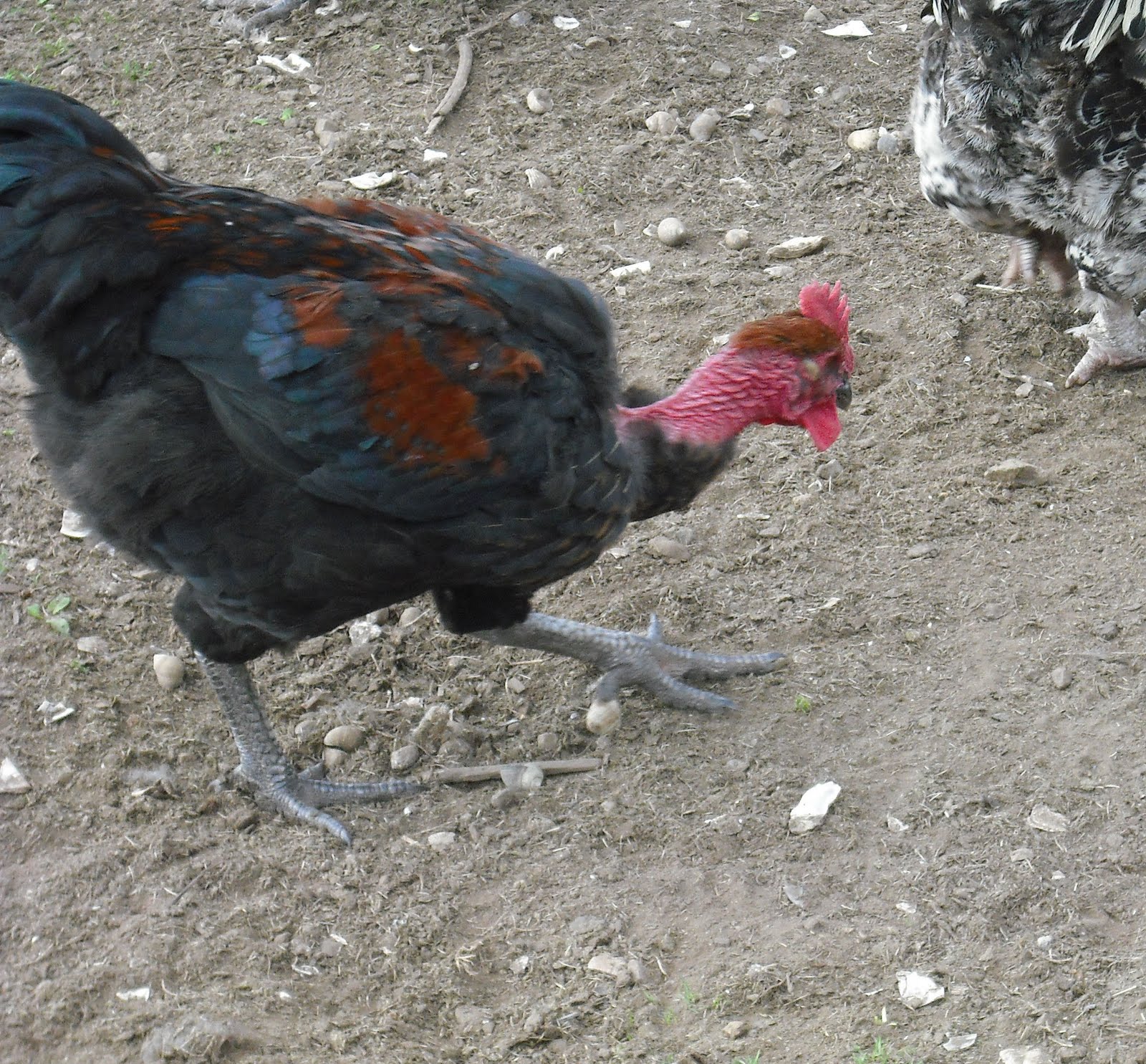 Breed Savers Naked Necks Chickens that Look Like Turkeys