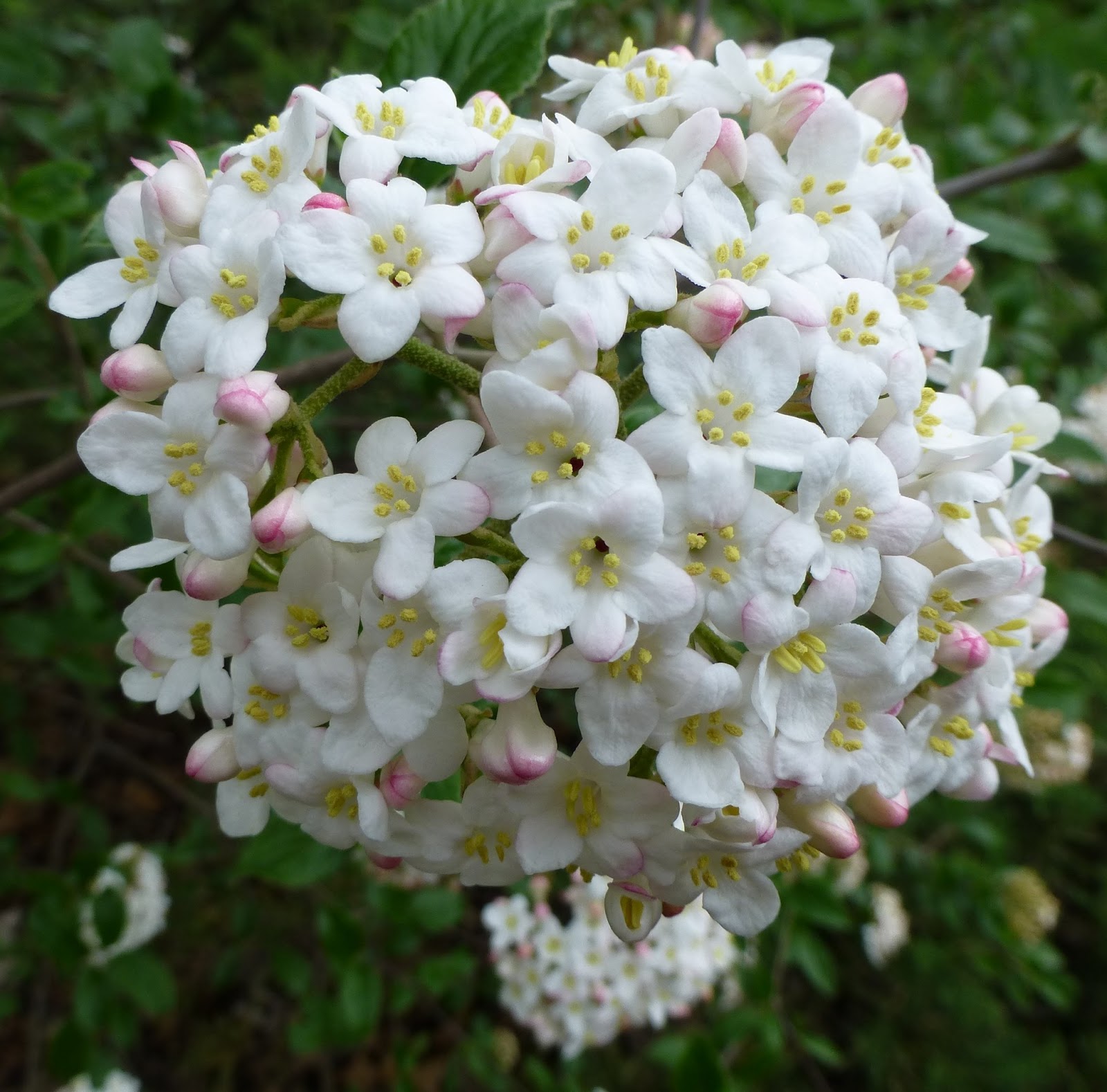 My Life in Retirement: A Wednesday Garden Walk