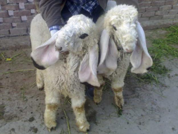 Kajla+Sheep Kajla Sheep http://elcorreodemanzanillo.com.mx/ajaxpoll/kajla-chatra