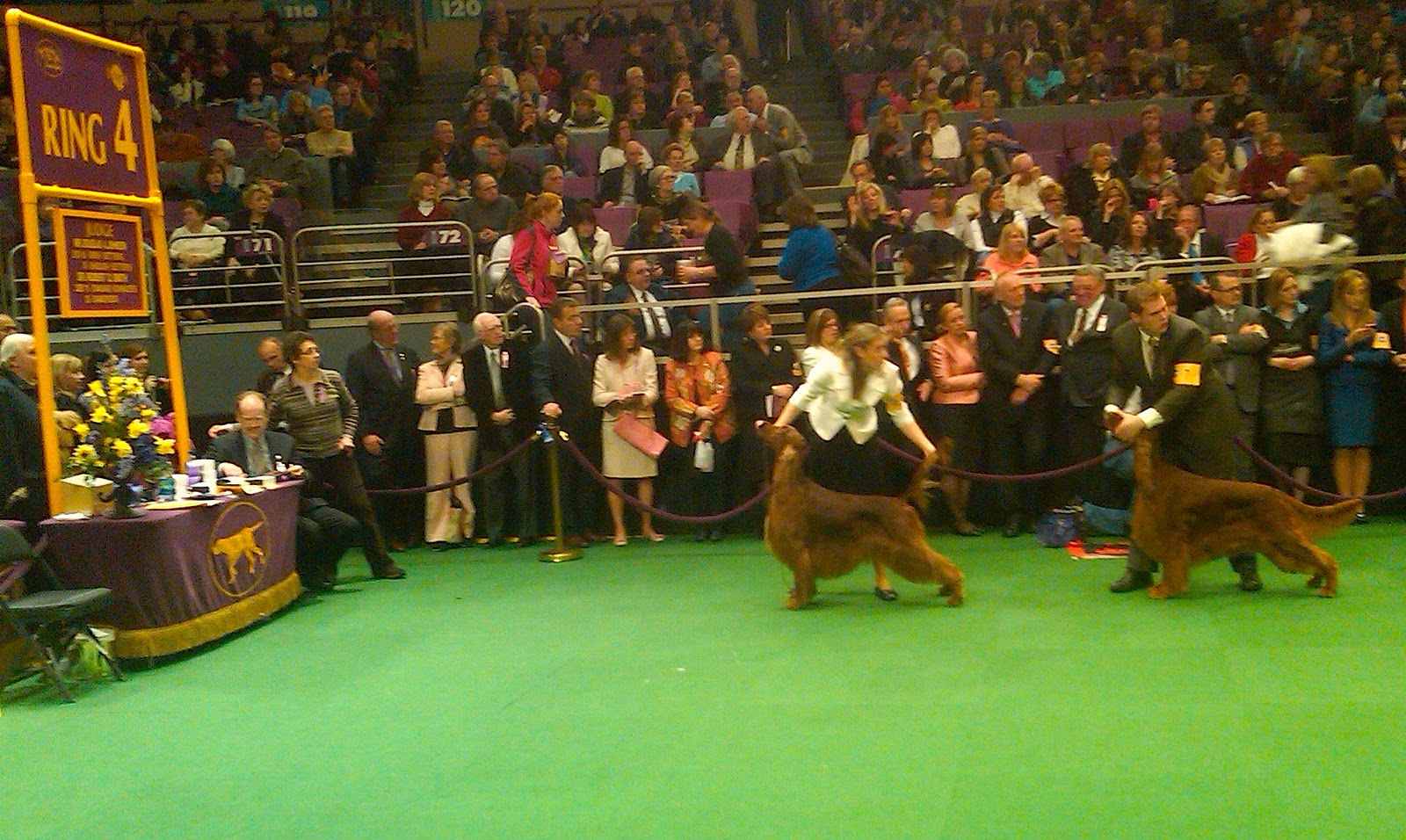 Things to Ponder My Day at Westminster Kennel Club Dog Show