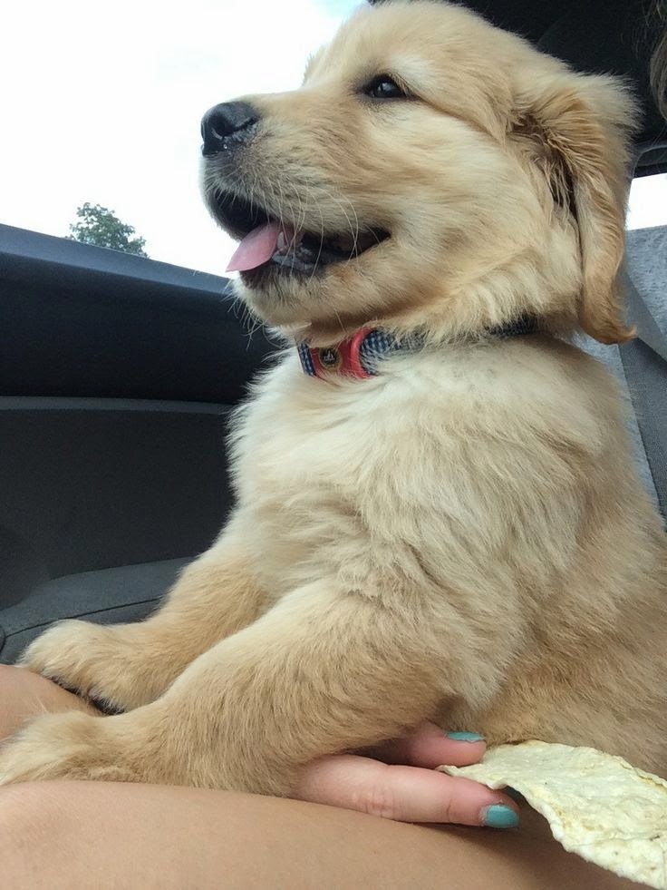 Sunkissedgirlwearingpearls: laureninlilly: awwww-cute: This is my friend’s puppy, Leroy. He likes to go on adventures Baaaabyyyy So fluffy